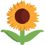:sunflower: :sunflower: